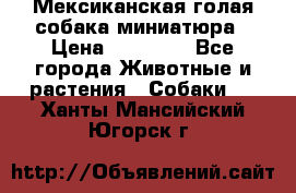Мексиканская голая собака миниатюра › Цена ­ 53 000 - Все города Животные и растения » Собаки   . Ханты-Мансийский,Югорск г.